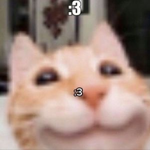 Meet your Posher, Kitty